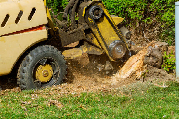 Reliable Vernon Center, NJ Tree Services Solutions