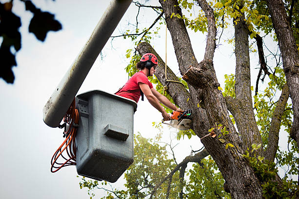 How Our Tree Care Process Works  in  Vernon Center, NJ